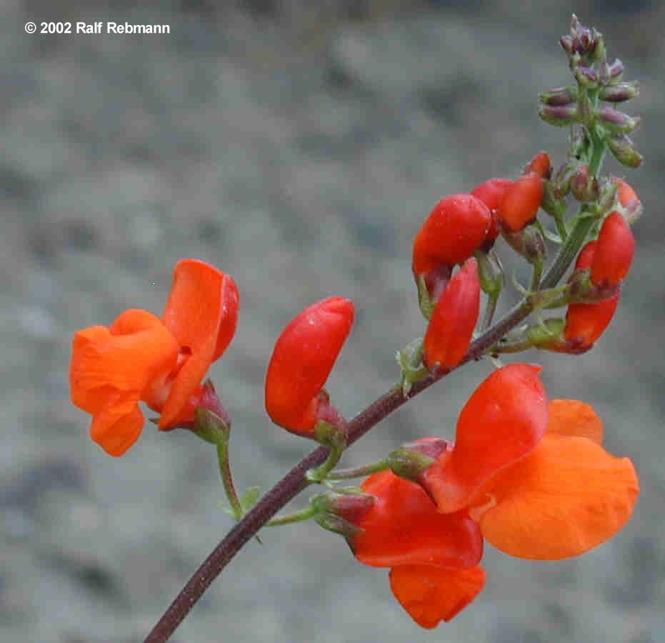 Phaseolus coccineus Bild02